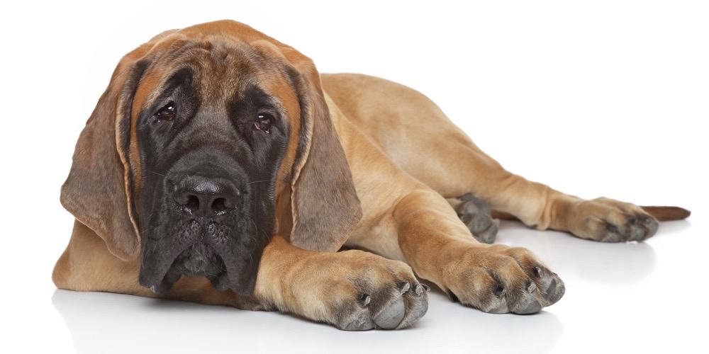 at what age is an english mastiff full grown