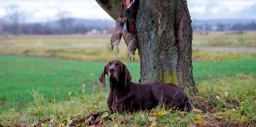 German Shorthaired Pointer Cost