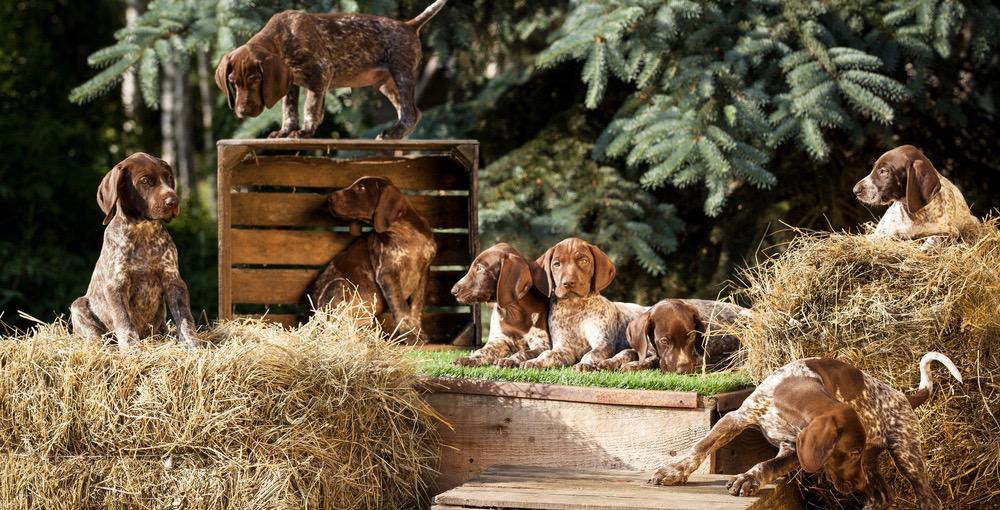 German Shorthaired Pointer Development