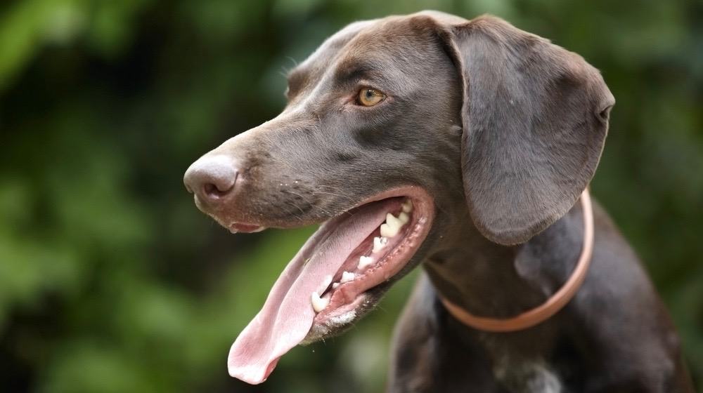 German Shorthaired Pointer Height