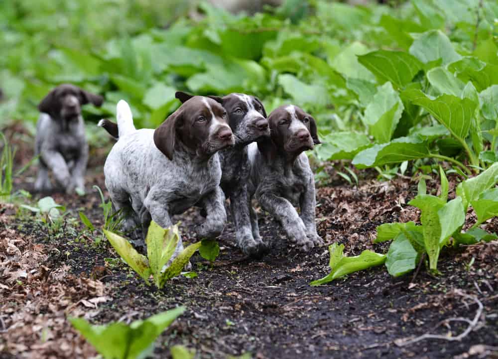 German Shorthaired Pointer Puppy Development