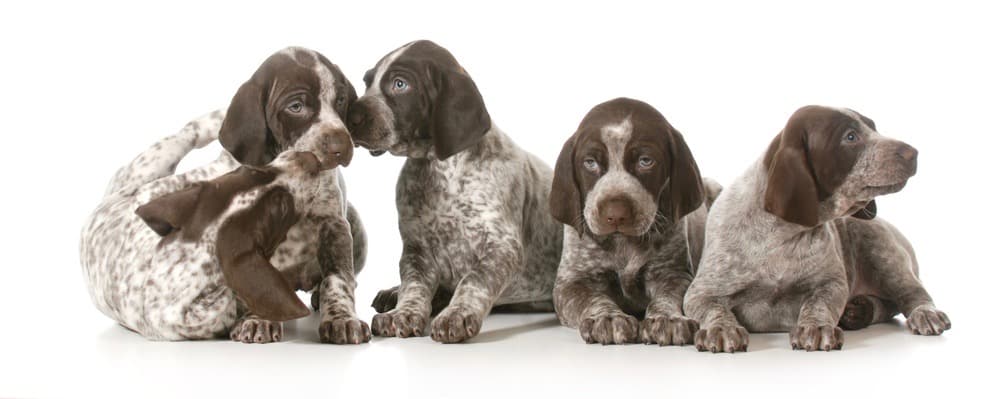 german shorthaired pointer newborn puppies