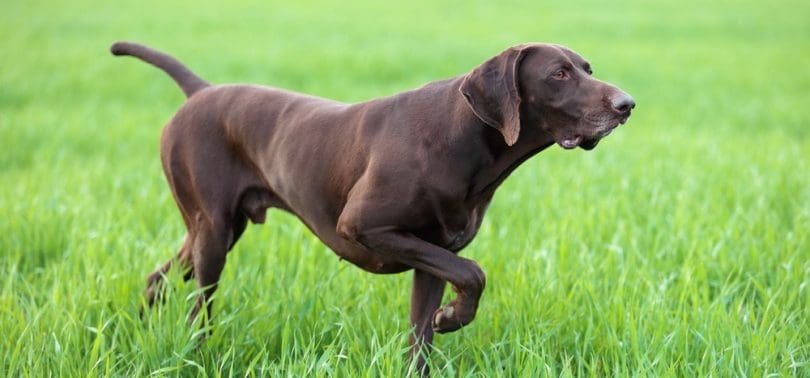 German Shorthaired Pointer Growth Chart GSP Weight Chart