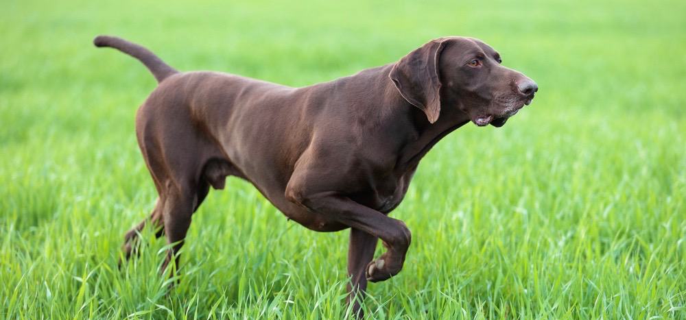 German Shorthaired Pointer Right Weight