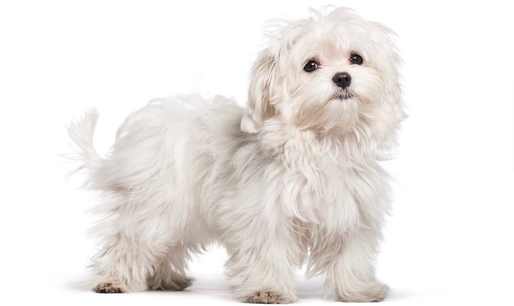 what is the average weight for a maltese dog