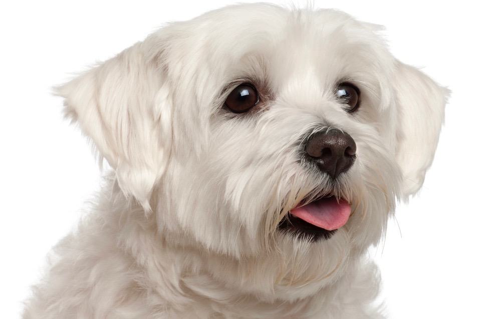 what is the average weight for a maltese dog