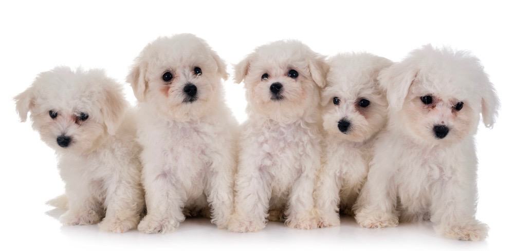 what is the average weight for a maltese dog