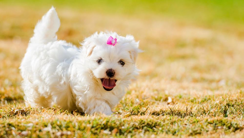 what is the average weight for a maltese dog