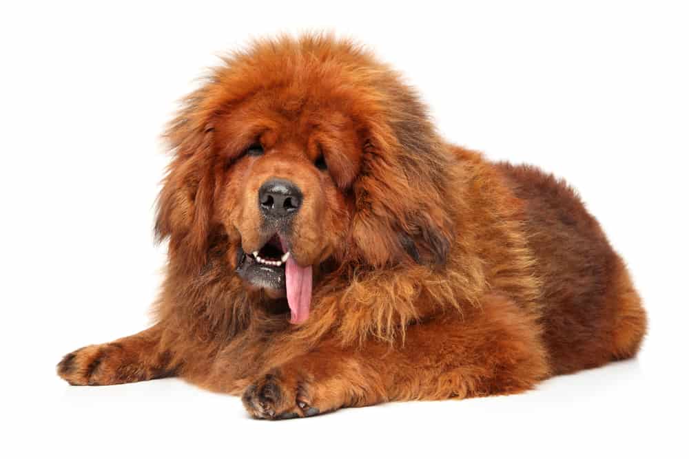 Tibetan Mastiff Growth