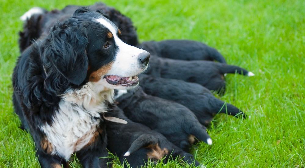 When Do Bernese Mountain Dogs Stop Growing