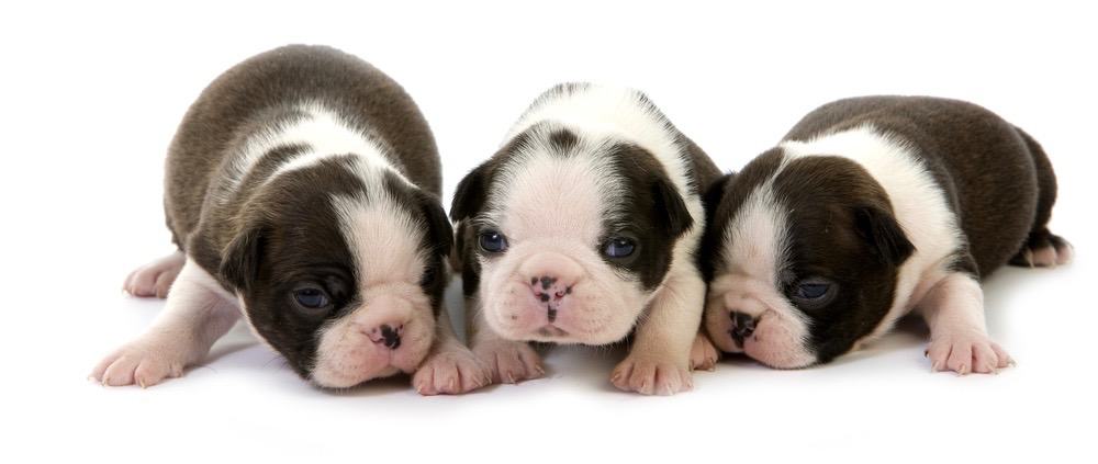 when does a boston terrier mature