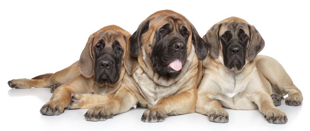 how long do mastiffs grow in height