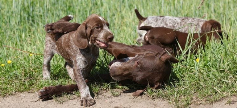 German Shorthaired Pointer Weight Chart