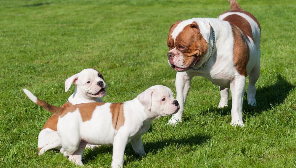 how much should 5 month old american bulldog weigh