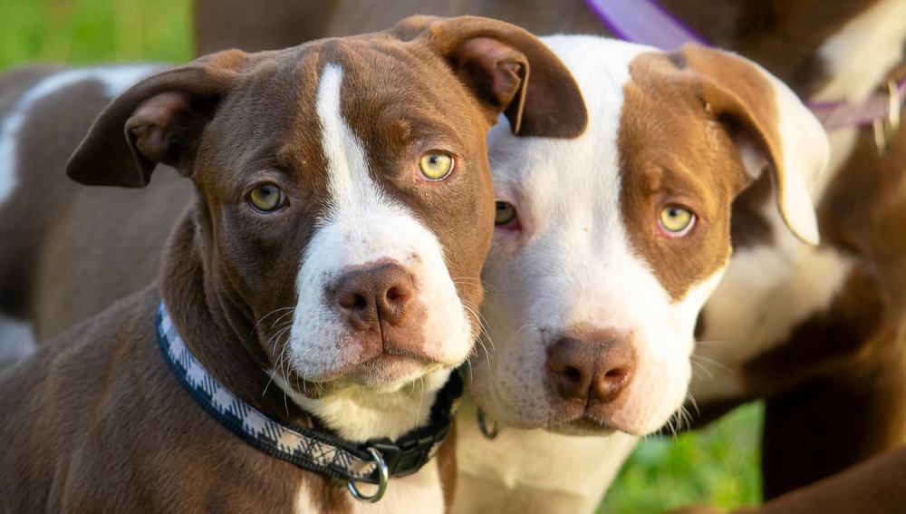 how much should a female american bulldog weigh