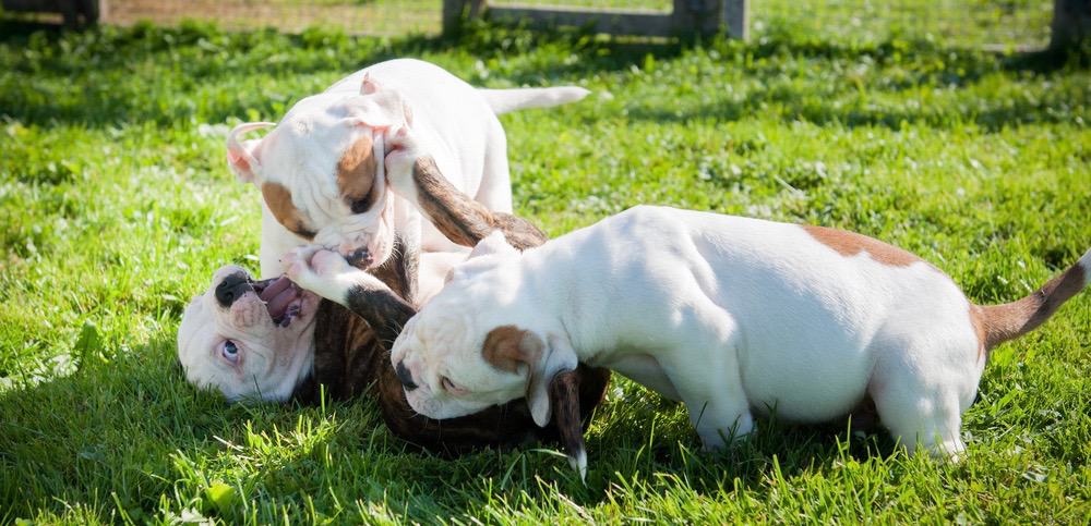 American Bulldog Pregnancy