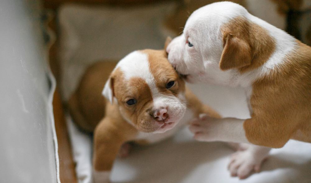 how much should a one year old american bulldog weigh