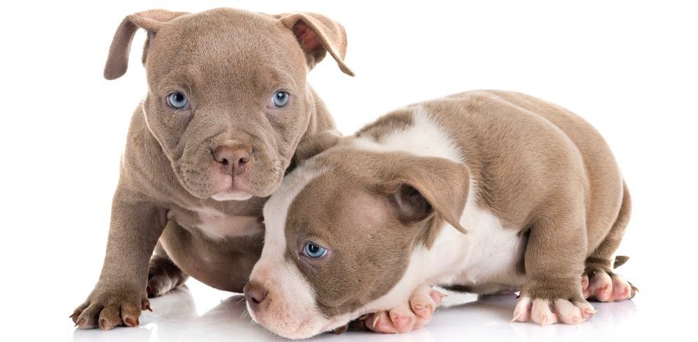 american bull dog puppies