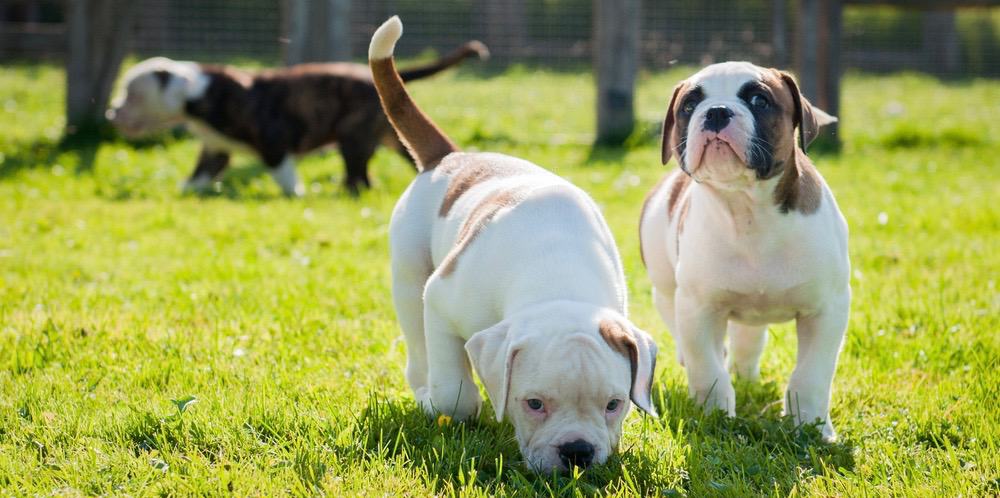 how much should a female american bulldog weigh