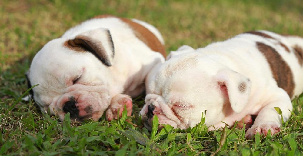 American Bulldog Right Weight