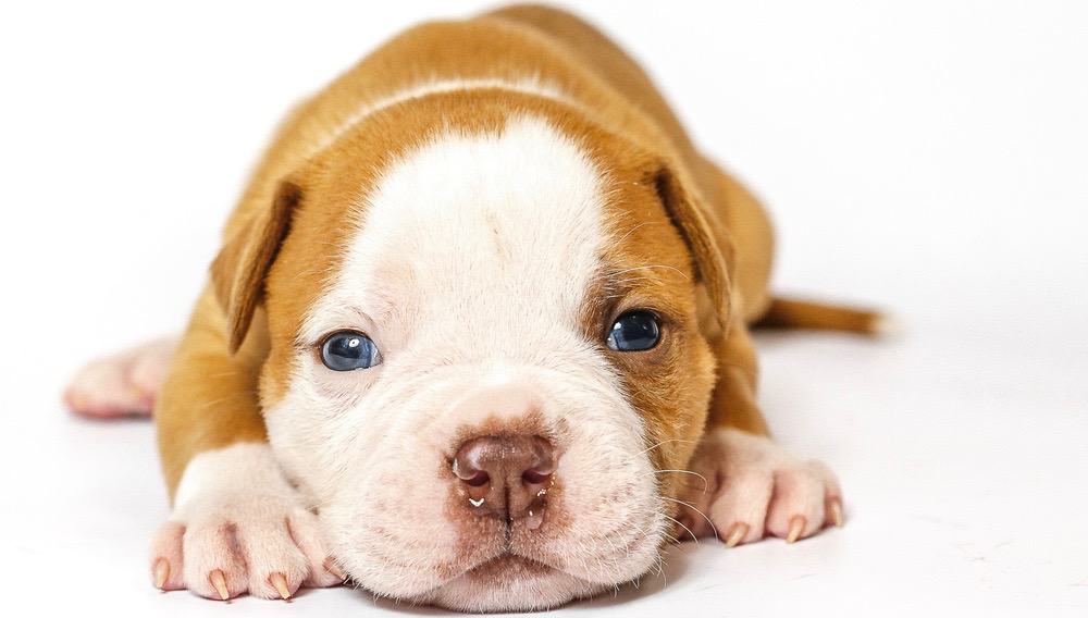 american bulldog puppy how much to feed