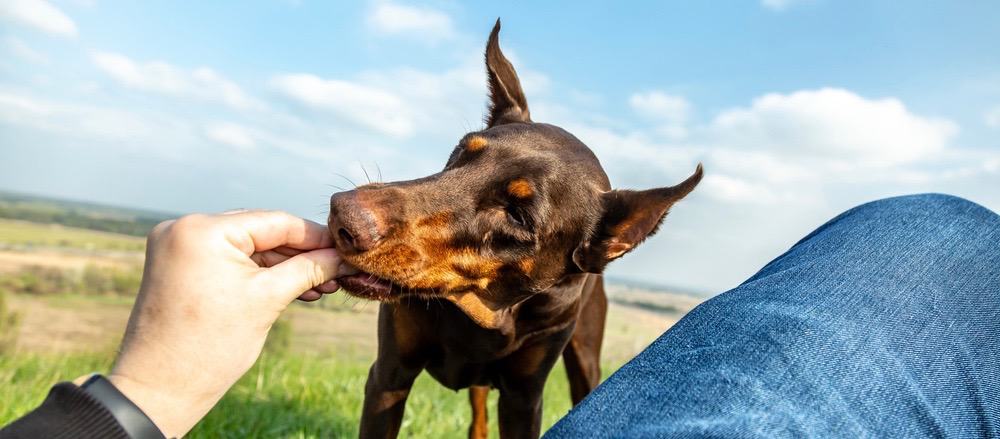 what is the best dog food for dobermans