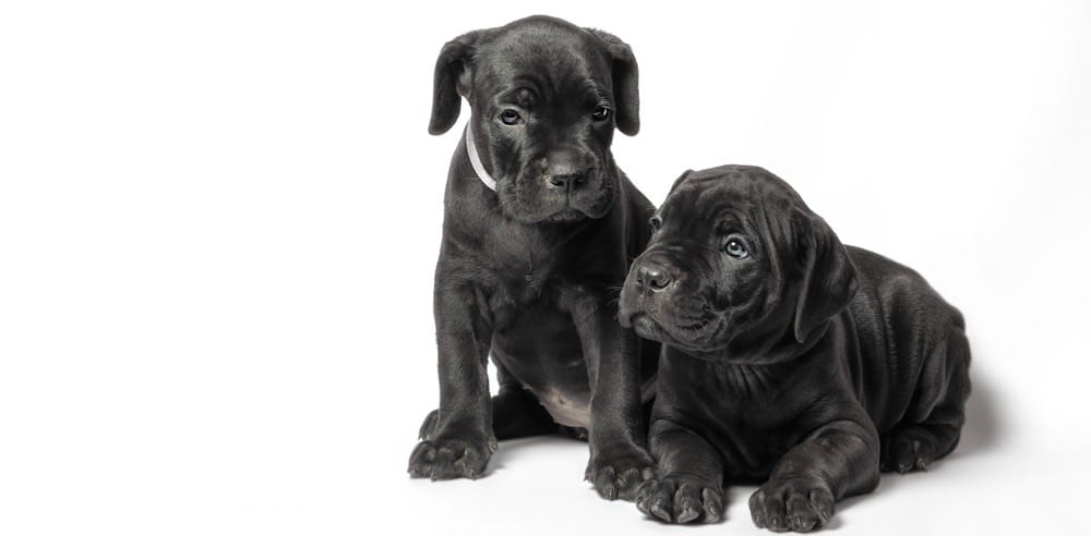 how long it take for a female cane corso to mature