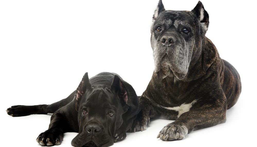 Cane Corso Puppy Development