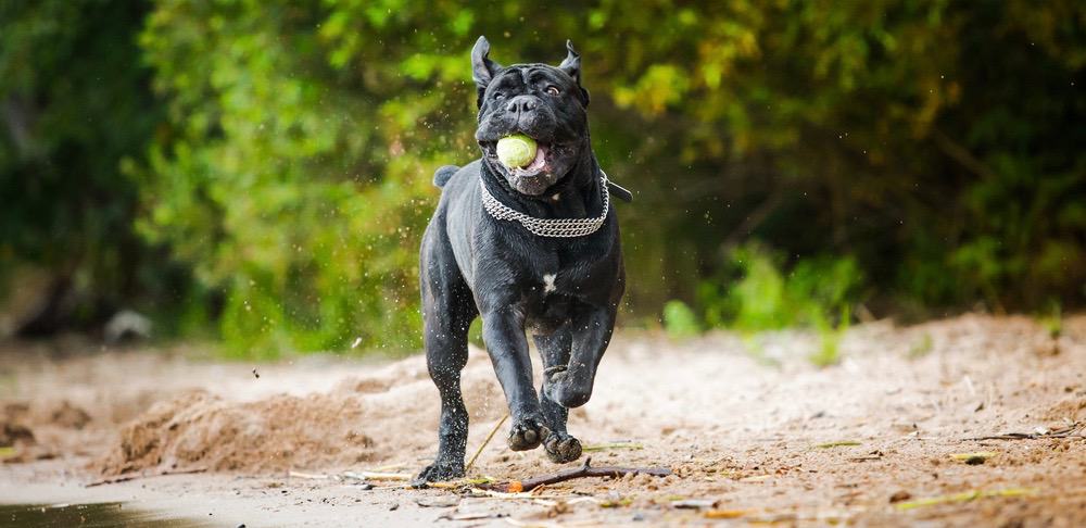 Cane Corso Puppy Growth Chart