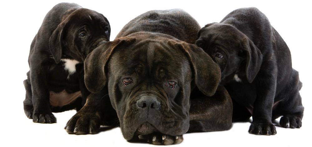 how much does a grown male cane corso weight