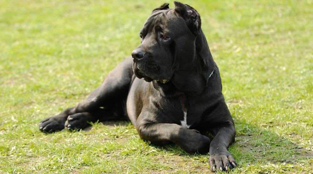 how long it take for a female cane corso to mature