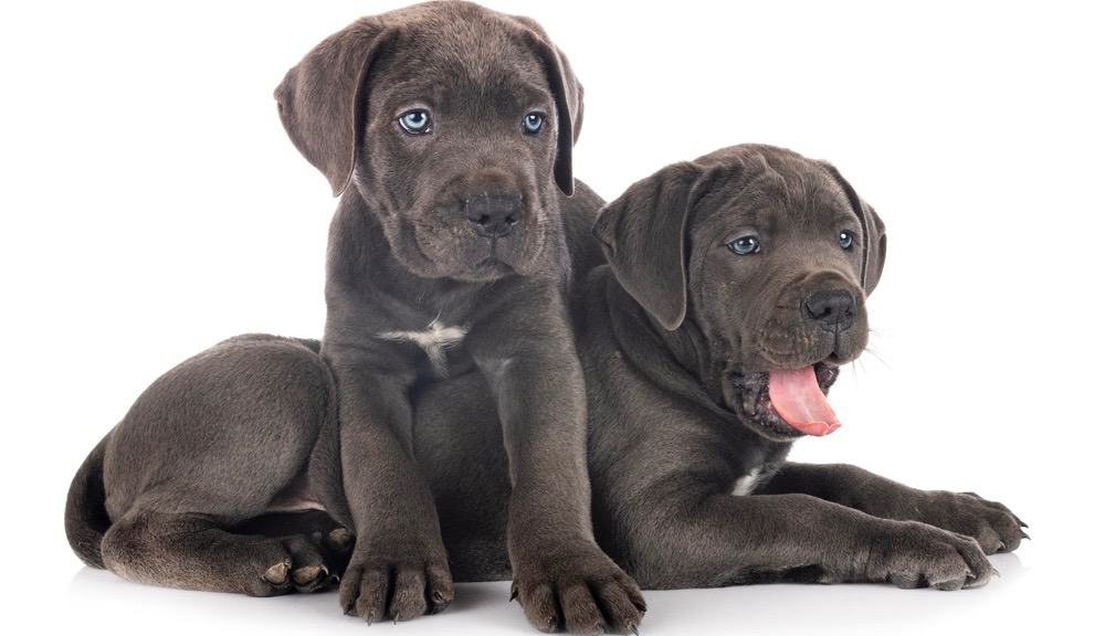 how much does a grown male cane corso weight