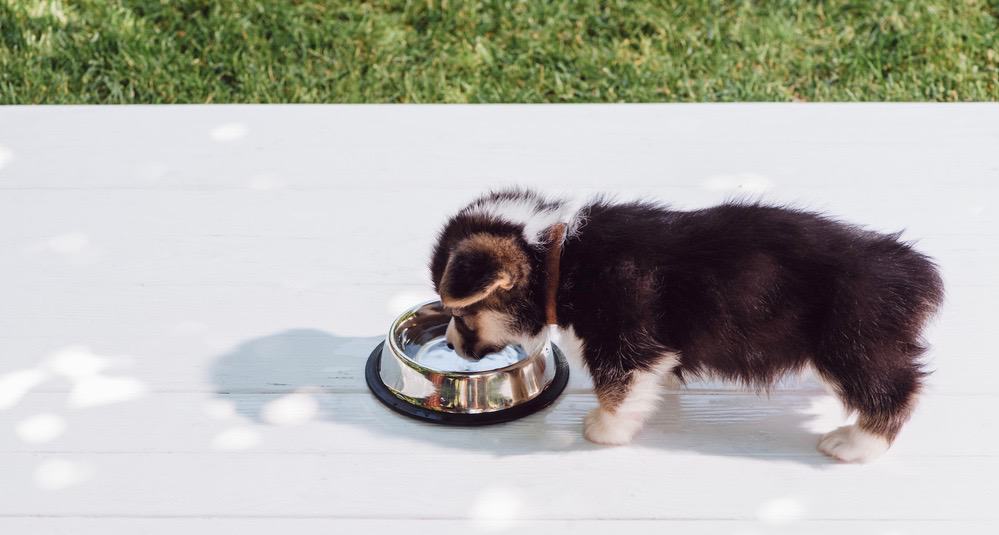 Corgi Feeding Schedule