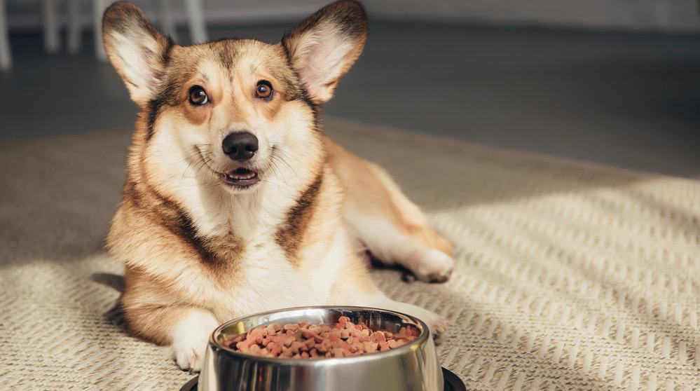 Corgi Food