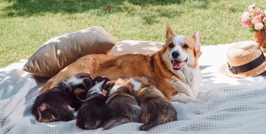 what should i feed my corgi puppy