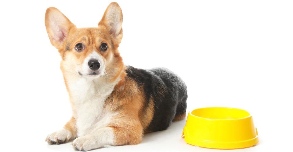 when to switch corgi from puppy food