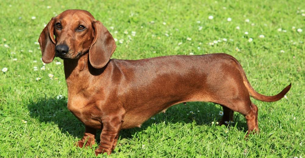 how big do mini dachshund puppies get