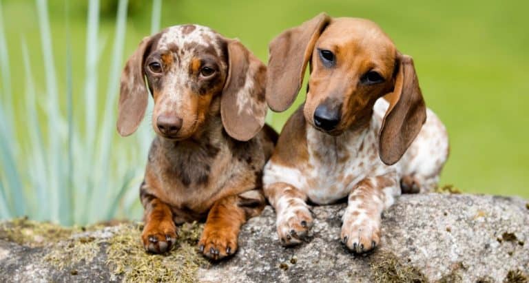 Dachshund Growth Chart (Weight & Size Chart) – How Big Do Dachshunds Get?
