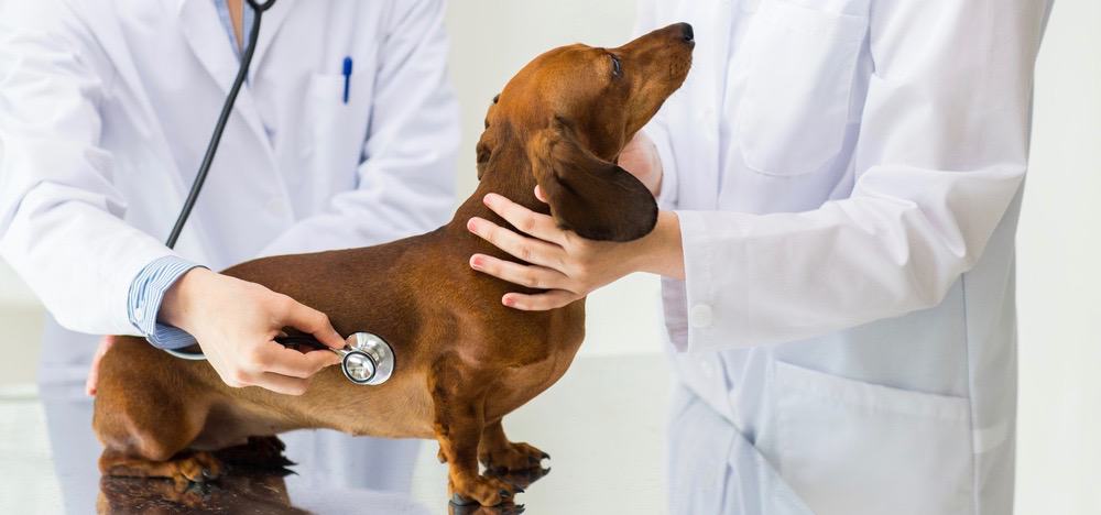 Dachshund Health Problems