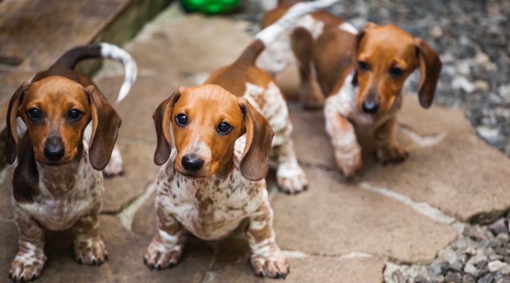 ダックスフンド子犬育成