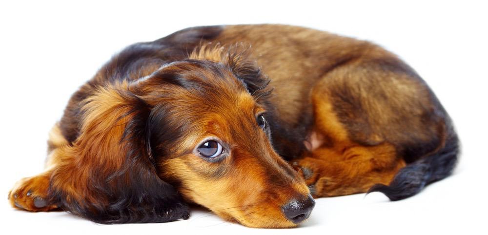 ダックスフンド子犬の成長チャート