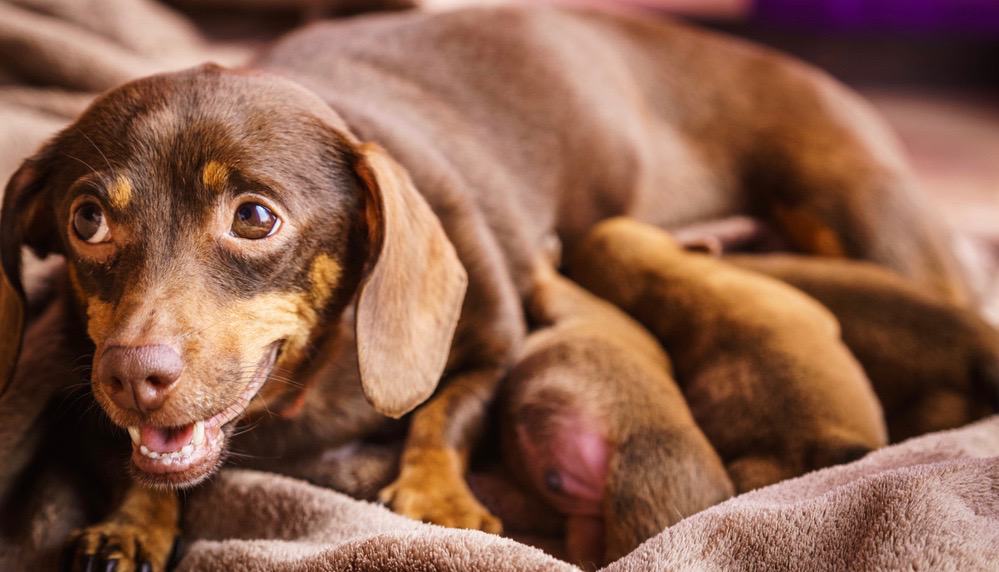 what age is a miniature dachshund full grown