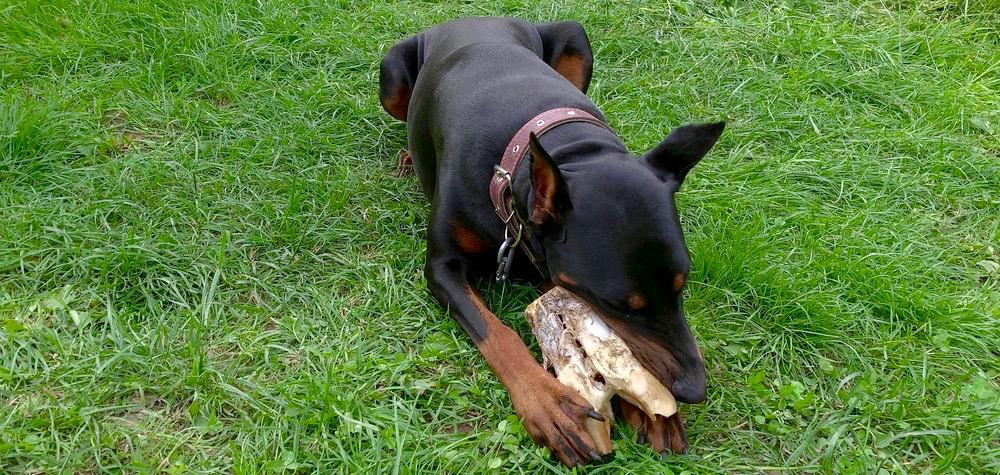 how much feed doberman puppy