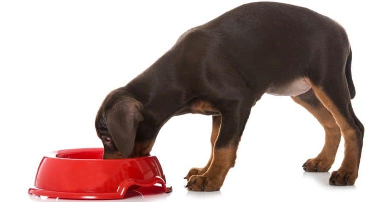 How Much To Feed Doberman Puppy | 4 Week - 6 Week - 8 Week Old