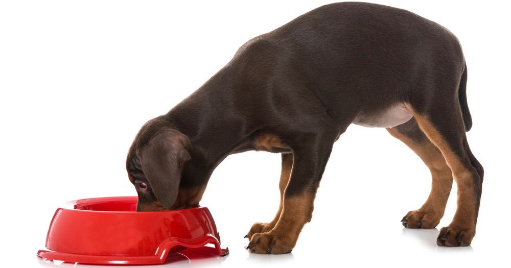 What to hotsell feed doberman puppy