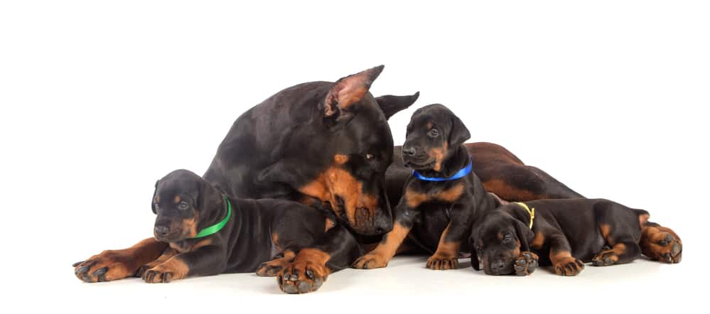 how much feed doberman puppy