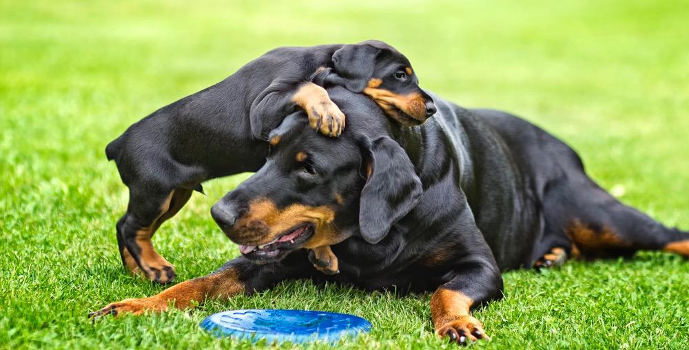 how much feed doberman puppy