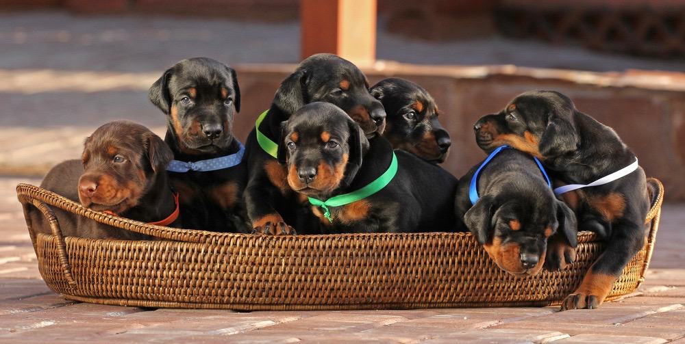 how much feed doberman puppy