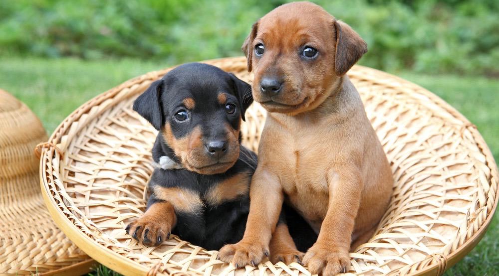 how much feed doberman puppy