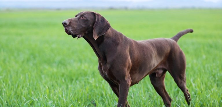 How Much To Feed A German Shorthaired Pointer Puppy